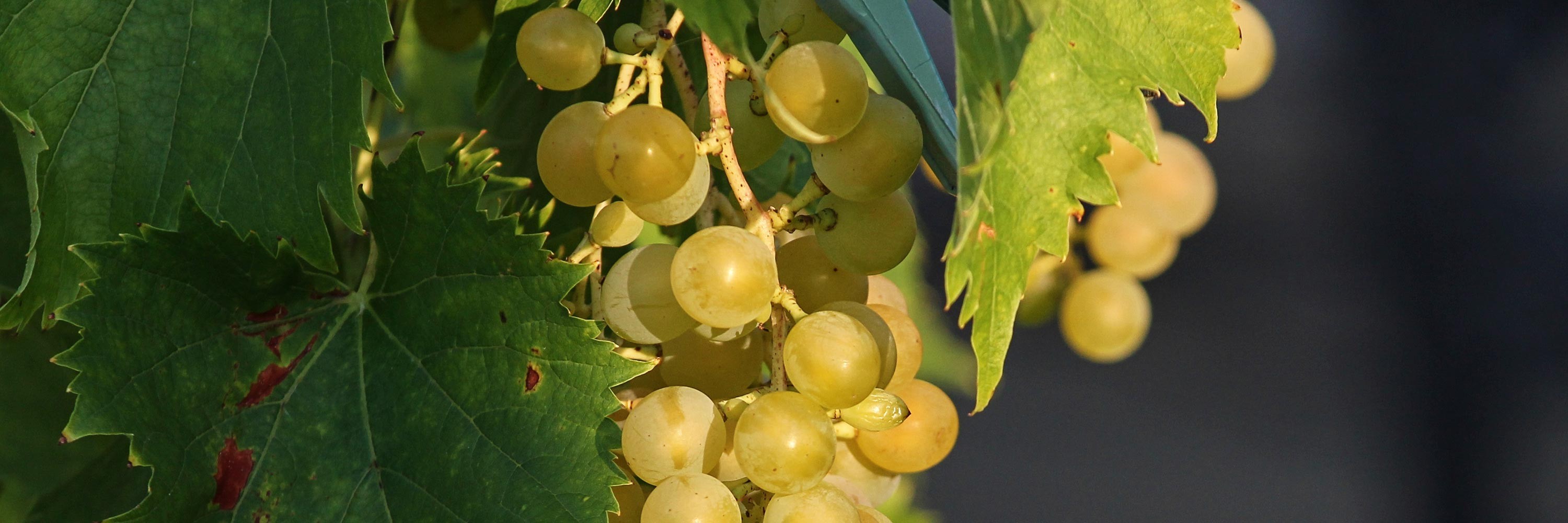 Vini e Birre del Fortore e del Sannio